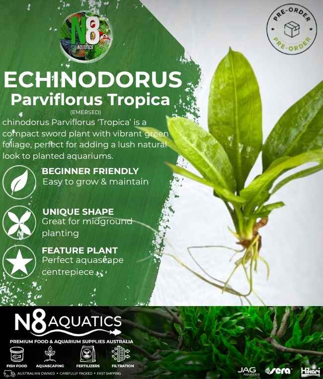 Echinodorus Parviflorus Tropica (Emersed) N8 Aquatics