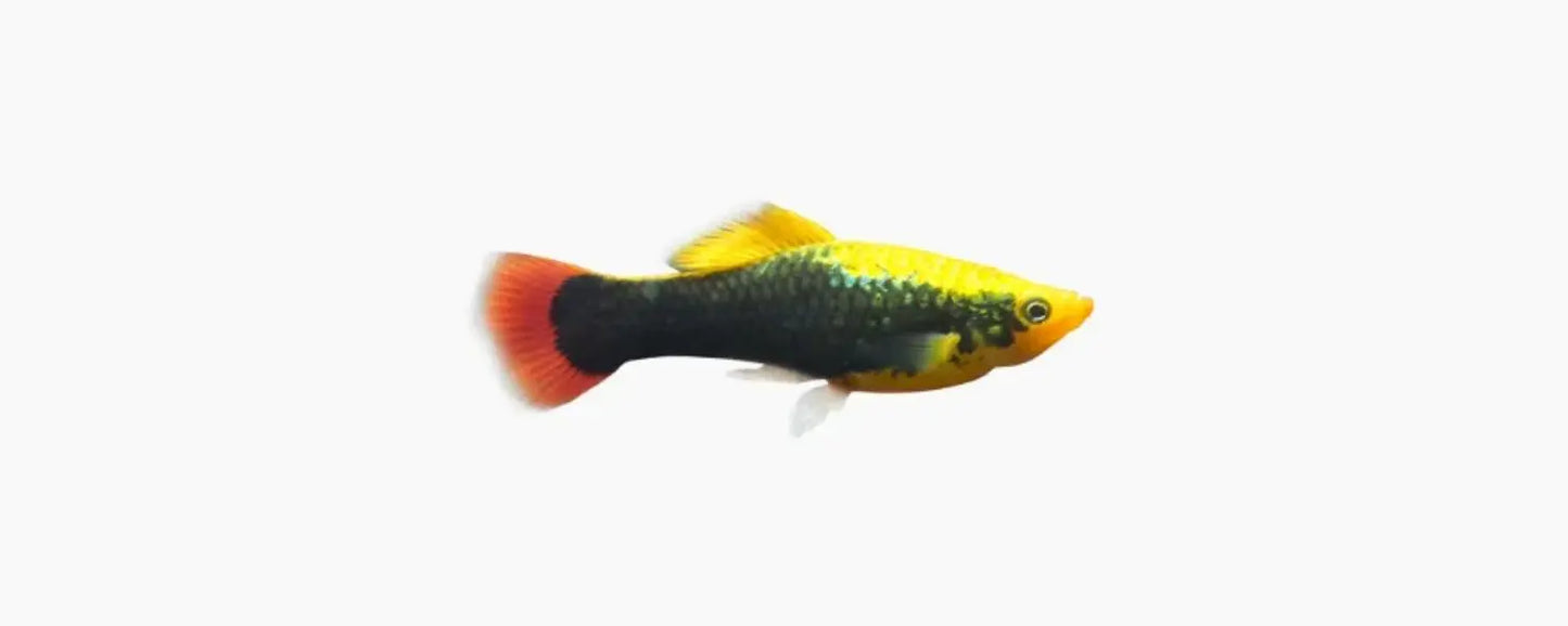 Variatus Platy N8 Aquatics