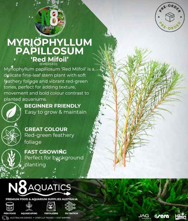 Myriophyllum Papillosum 'Red Milfoil' (Emersed) N8 Aquatics