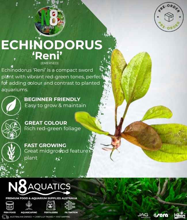 Echinodorus 'Reni' (Emersed) N8 Aquatics