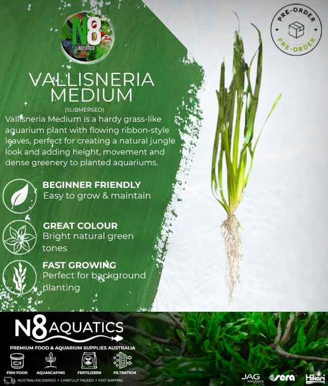 Vallisneria Medium (Submersed) N8 Aquatics