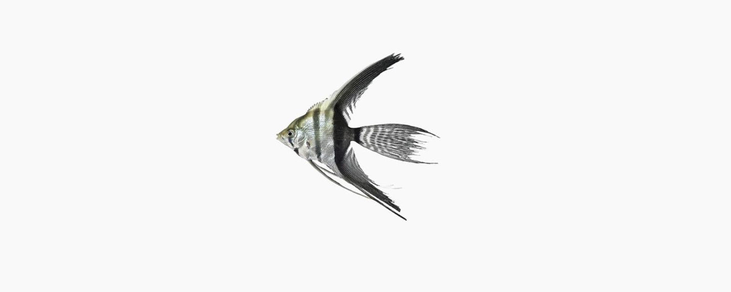 Zebra Angelfish - N8 Aquatics