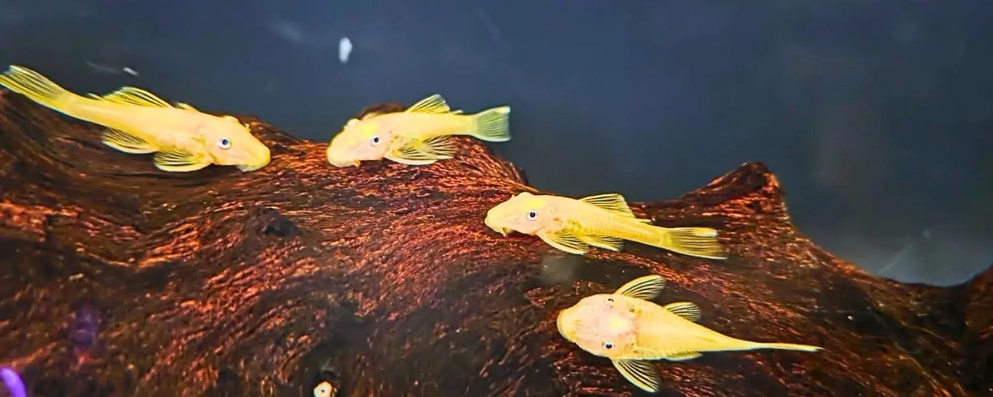 Lemon Blue Eye Bristlenose N8 Aquatics