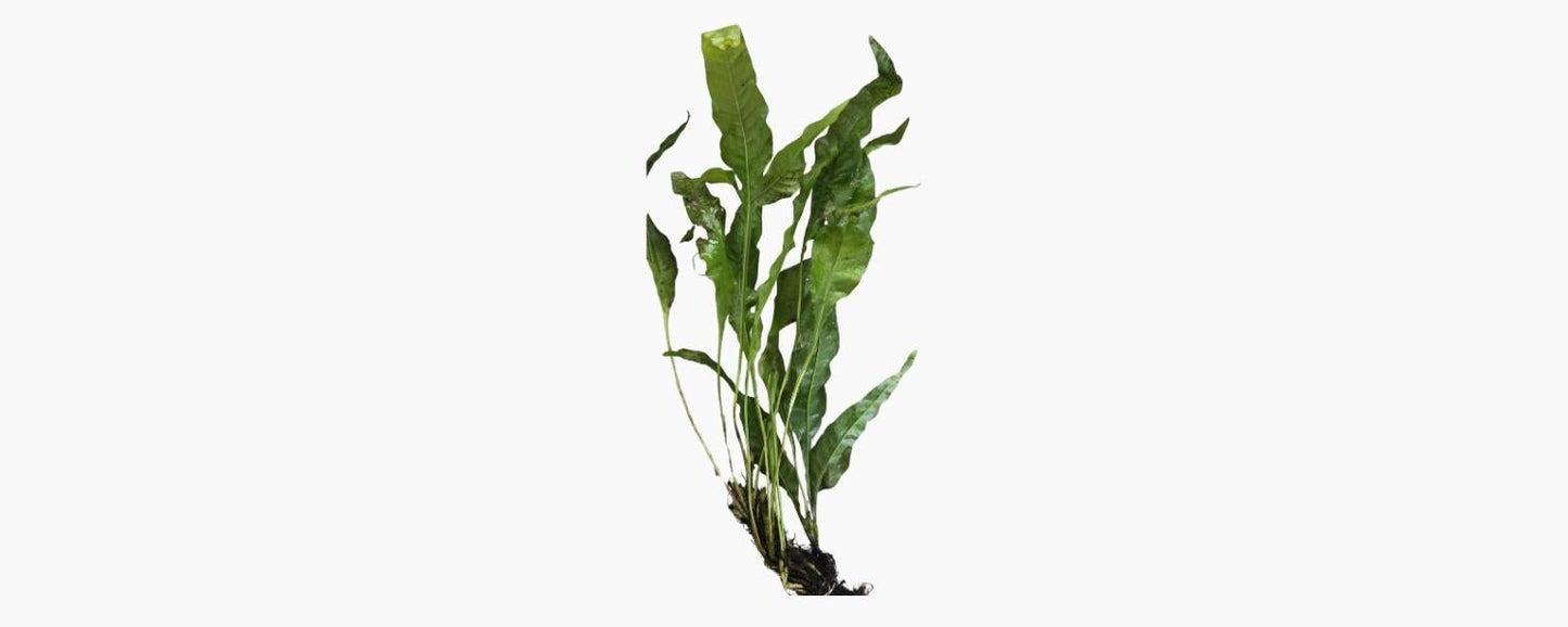 Large Java Fern - N8 Aquatics