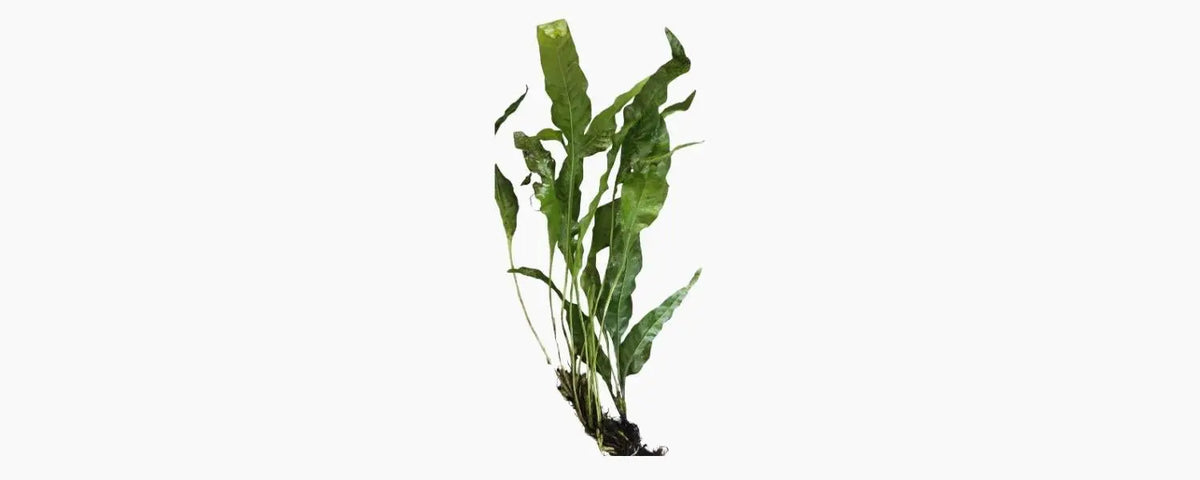 Large Java Fern - N8 Aquatics