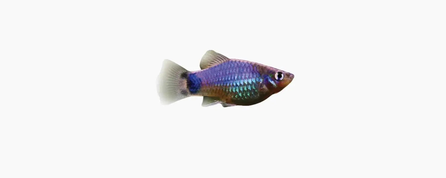 Blue Mickey Mouse Platy N8 Aquatics