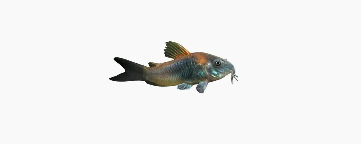 Orange Venezuelan Cory (Corydoras venezuelanus) 2-3cm N8 Aquatics