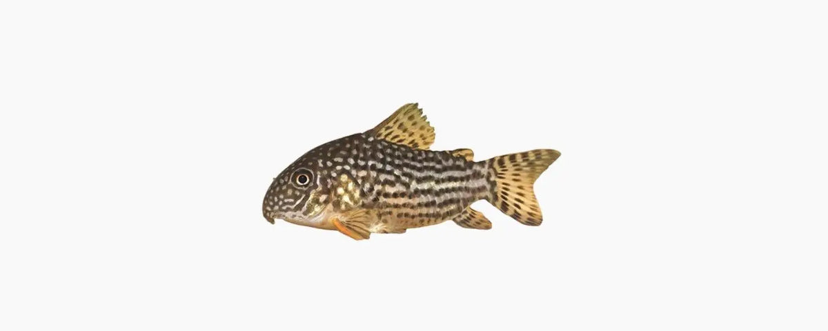 Sterbai Cory (Corydoras sterbai) 2-3cm N8 Aquatics