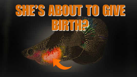 Pregnant Fish About to Give Birth - N8 Aquatics