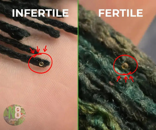 Side by side comparison of infertile (opaque) and fertile (translucent) Pseudomugil Luminatus eggs on a spawning mop