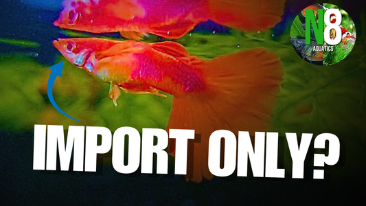 Unboxing Rare Guppy Strains - N8 Aquatics