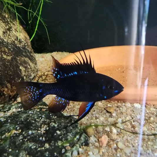 Dark Knight Ram (Mikrogeophagus ramirezi) - N8 Aquatics, Rockhampton QLD