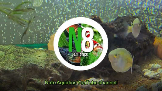 N8 Aquatics - Nate's YouTube Channel
