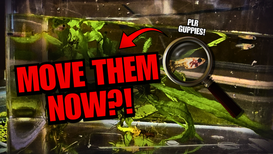 PLR Guppies Tank Update - N8 Aquatics