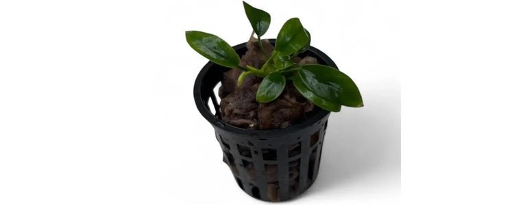 Anubias N8 Aquatics