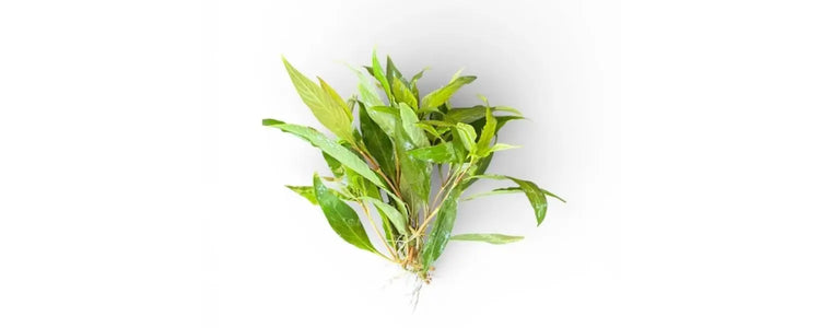 Beginner-Plants-Emersed N8 Aquatics
