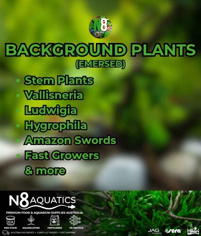 Background-Plants-Emersed N8 Aquatics