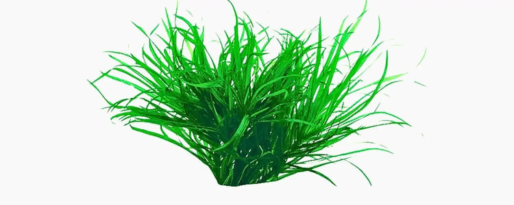 Blyxa N8 Aquatics