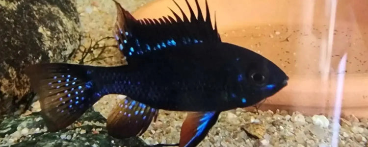 Rams-Cichlids N8 Aquatics