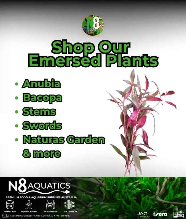 Emersed-Plants N8 Aquatics