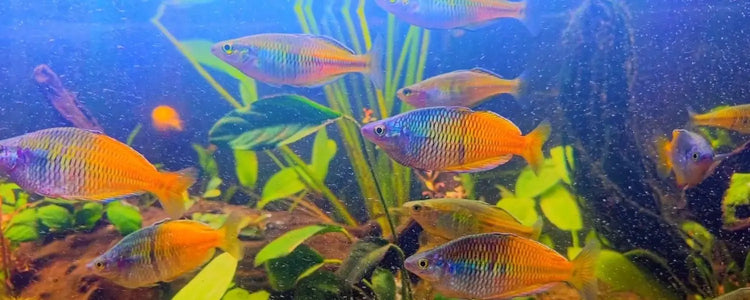 Rainbowfish - N8 Aquatics