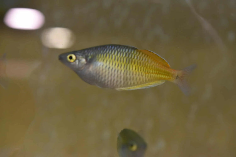 Rainbowfish - N8 Aquatics