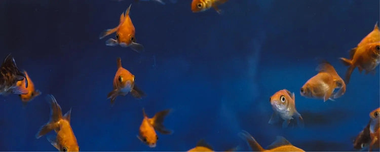 Medication-Quarantine N8 Aquatics