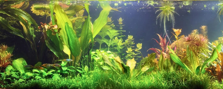 Available-Plants N8 Aquatics