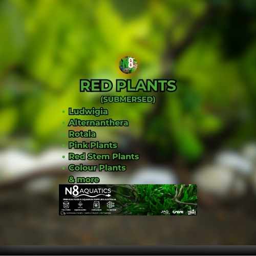 Red-Plants-Emersed N8 Aquatics
