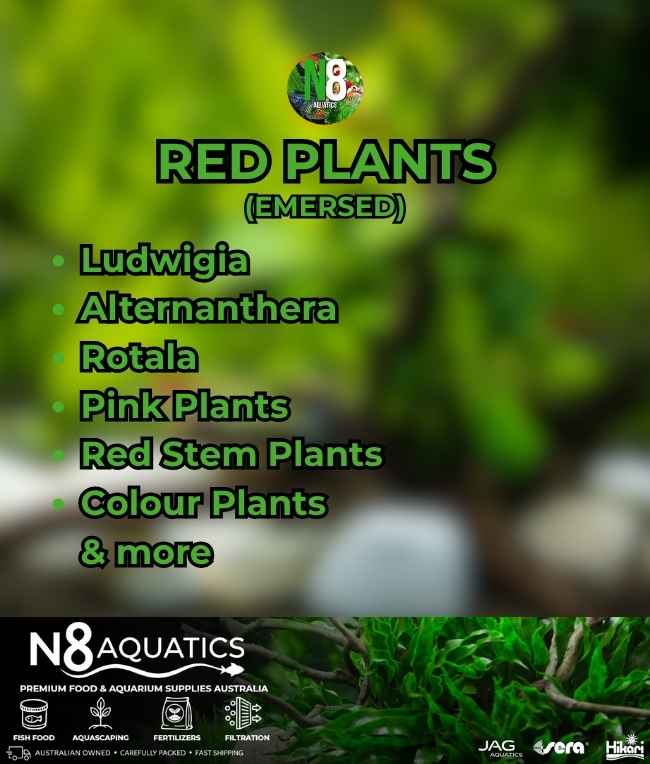 Red-Plants-Emersed N8 Aquatics