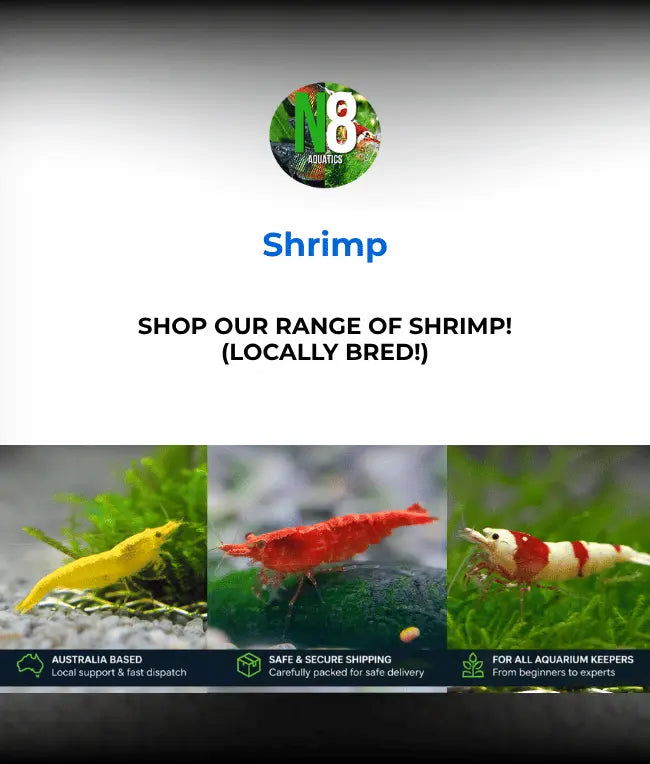 Shrimp N8 Aquatics