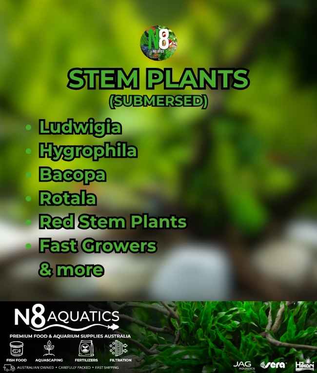 Stem-Plants-Emersed N8 Aquatics