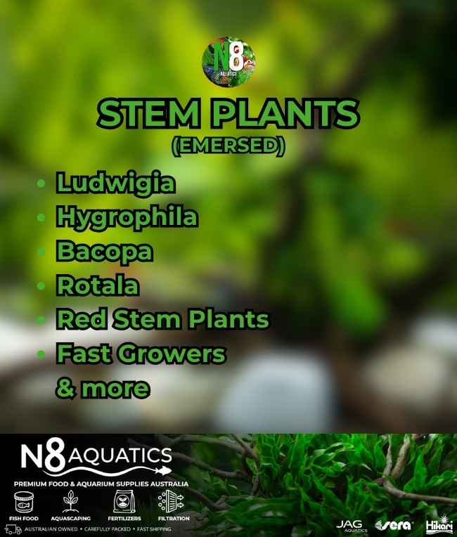 Stem-Plants-Submersed N8 Aquatics