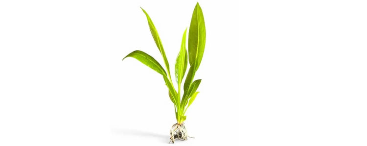 Sword-Plants-Emersed N8 Aquatics