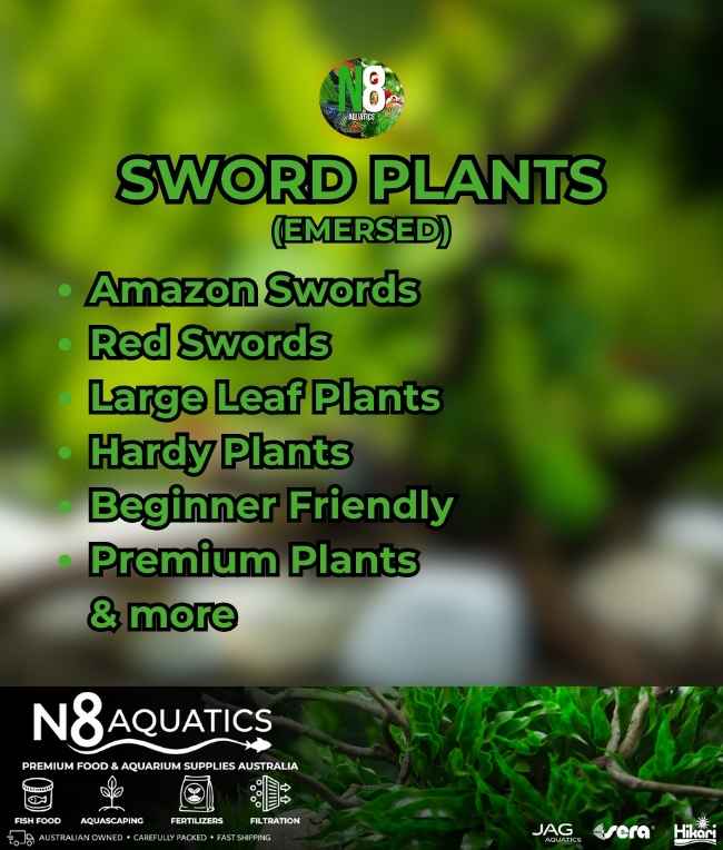 Sword-Plants-Emersed N8 Aquatics