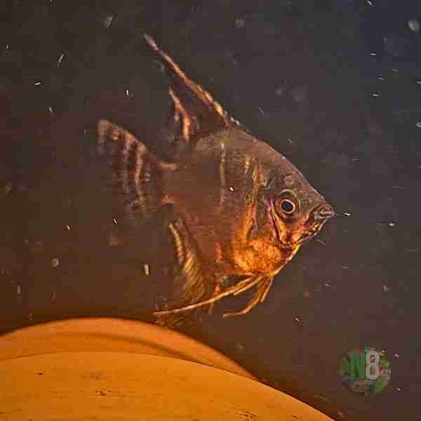 Angelfish N8 Aquatics
