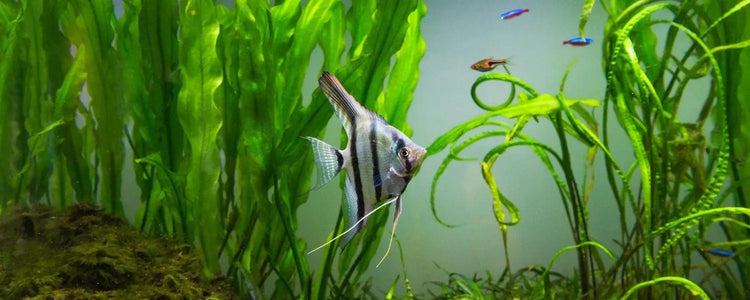 Available-Fish N8 Aquatics