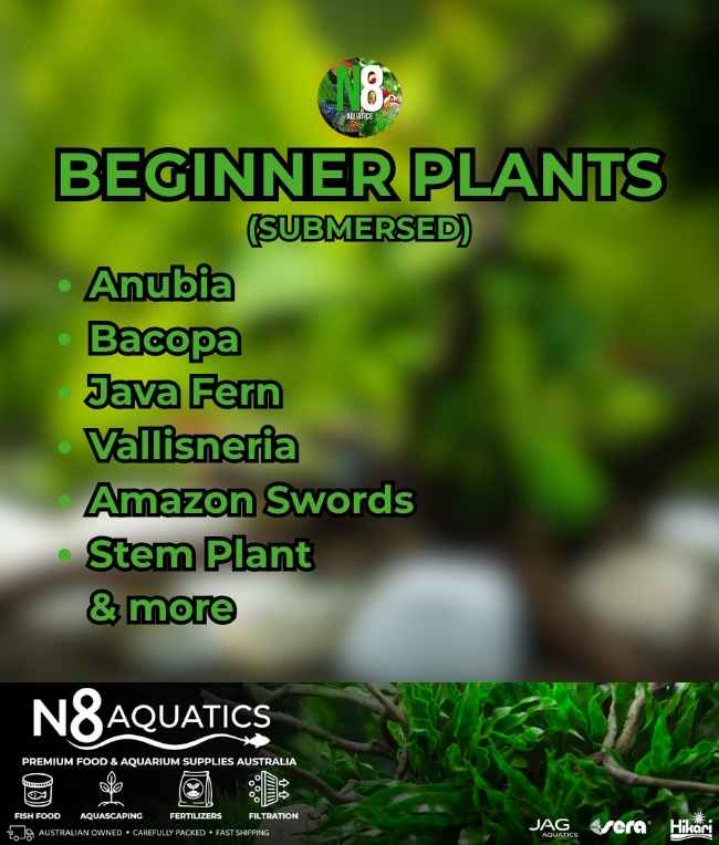 Beginner-Plants-Submersed N8 Aquatics