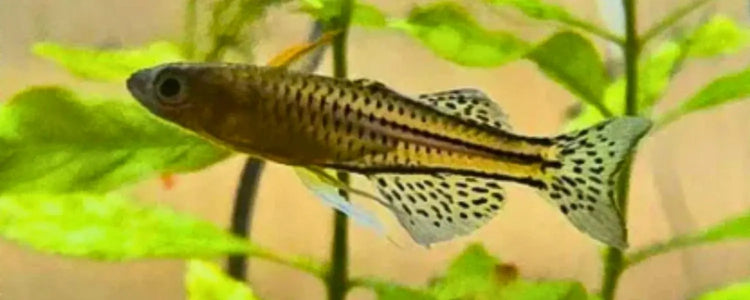 Blue-Eyed-Rainbows N8 Aquatics