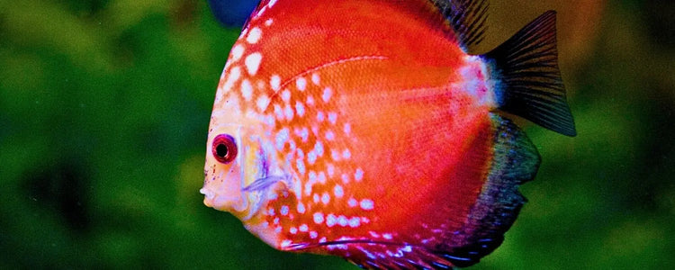 Colour-Enhancement N8 Aquatics