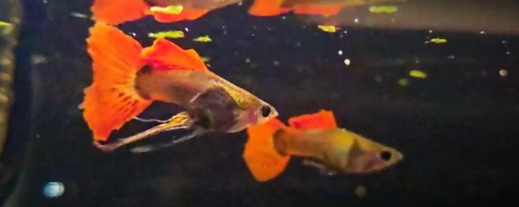 Guppies-Livebearers N8 Aquatics