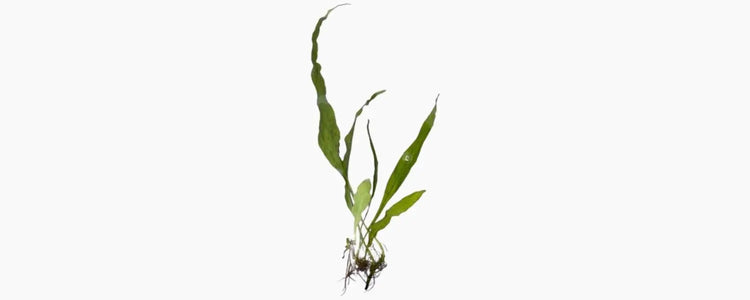 Java-Ferns N8 Aquatics