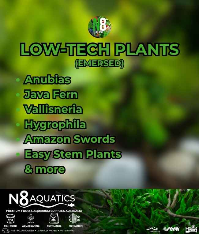 Low-Tech-Plants-Emersed N8 Aquatics