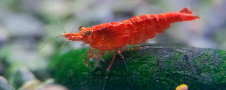 Shrimp N8 Aquatics