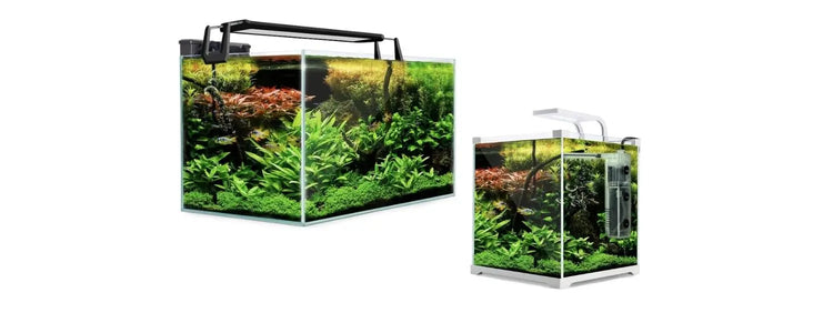 Starfire-Aquariums N8 Aquatics