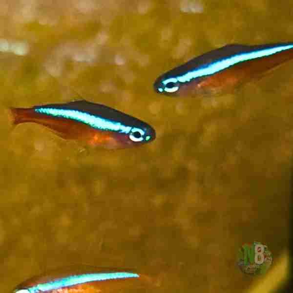 Tetra-Raspbora N8 Aquatics
