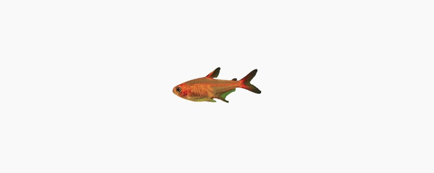 Ember Tetra - N8 Aquatics