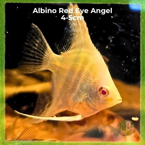 Albino Red Eye Angelfish (Medium 4.5cm) - Premium Australian Angelfish N8 Aquatics