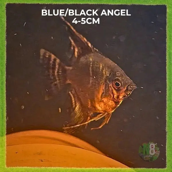 Black and Blue Angelfish (Medium 4.5cm) - Quality Angelfish Queensland N8 Aquatics