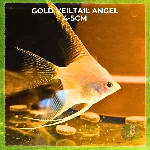 Gold Veiltail Angel M-5